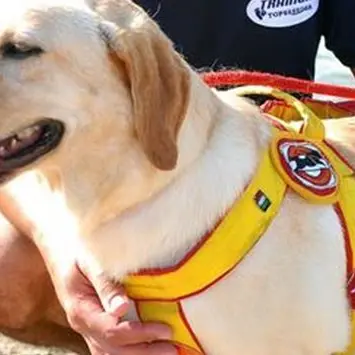 Bimba si smarrisce in spiaggia, ritrovata dai cani-bagnini