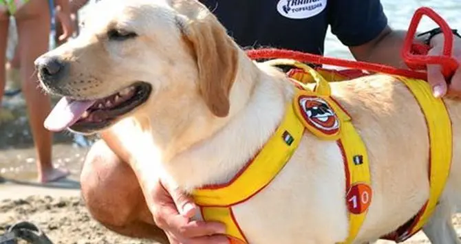 Bimba si smarrisce in spiaggia, ritrovata dai cani-bagnini