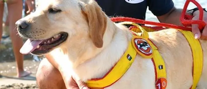 Bimba si smarrisce in spiaggia, ritrovata dai cani-bagnini