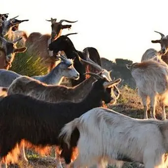 Pastore pagato 1,80 euro all’ora, arrestato imprenditore agricolo