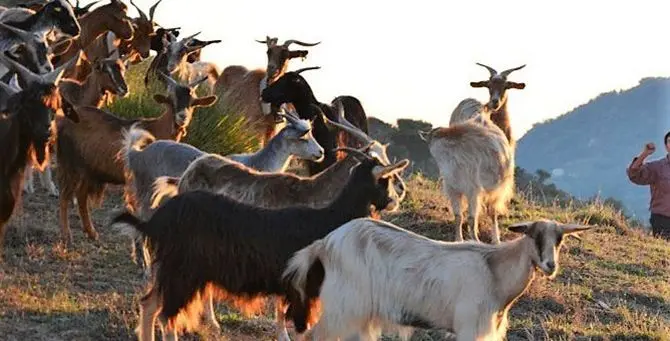 Pastore pagato 1,80 euro all’ora, arrestato imprenditore agricolo