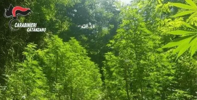 Sorpreso a coltivare oltre 300 piante di canapa, arrestato 48enne