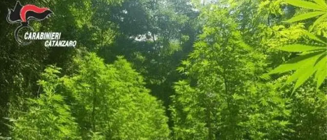 Sorpreso a coltivare oltre 300 piante di canapa, arrestato 48enne