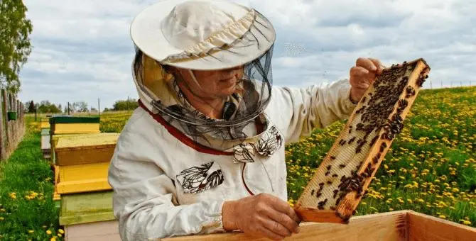 Salvaguardare la biodiversità, a Verbicaro in scena l'ApiCultura festival