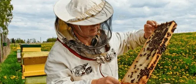 Salvaguardare la biodiversità, a Verbicaro in scena l'ApiCultura festival