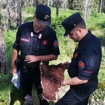 Ruba legname in un bosco comunale di Paola, denunciato