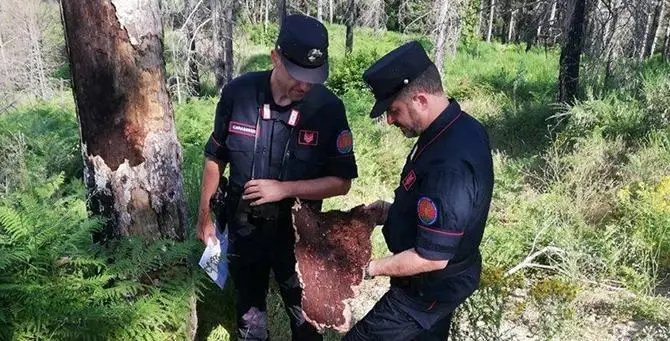 Ruba legname in un bosco comunale di Paola, denunciato