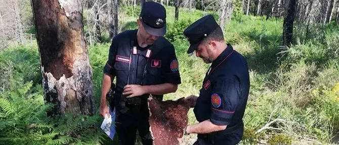 Ruba legname in un bosco comunale di Paola, denunciato