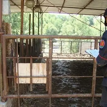 Dalla stalla al terreno, reflui animali smaltiti illecitamente
