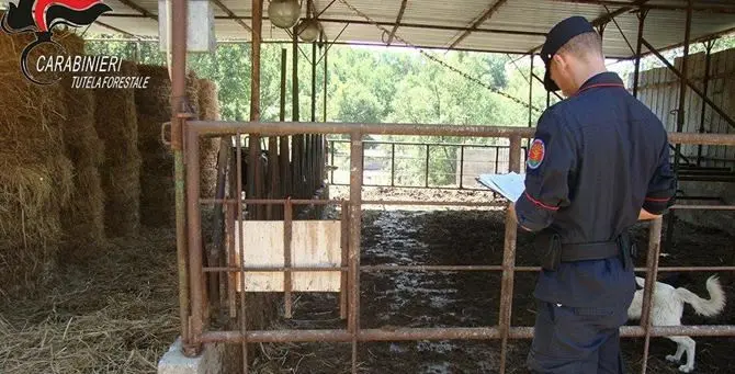 Dalla stalla al terreno, reflui animali smaltiti illecitamente