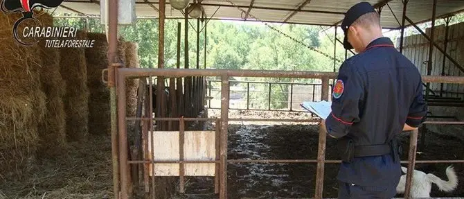 Dalla stalla al terreno, reflui animali smaltiti illecitamente