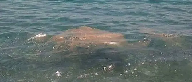 Schiuma e liquidi maleodoranti in mare, sequestrato depuratore