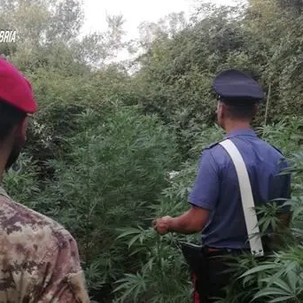 Cittanova, sorpresi a coltivare marijuana: tre giovani in arresto
