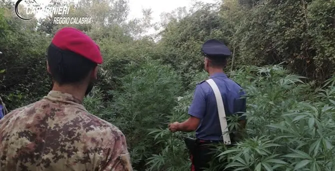 Cittanova, sorpresi a coltivare marijuana: tre giovani in arresto