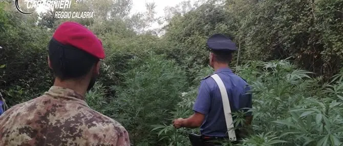 Cittanova, sorpresi a coltivare marijuana: tre giovani in arresto