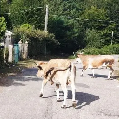 Bovini liberi di pascolare nel Parco Aspromonte, denunciato un 38enne