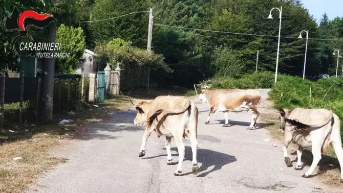 Bovini liberi di pascolare nel Parco Aspromonte, denunciato un 38enne