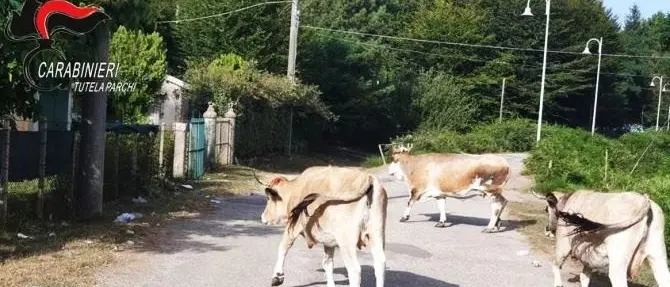 Bovini liberi di pascolare nel Parco Aspromonte, denunciato un 38enne
