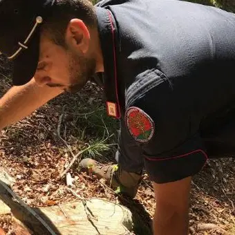 Sorpresi a tagliare alberi abusivamente, cinque denunce nel Cosentino