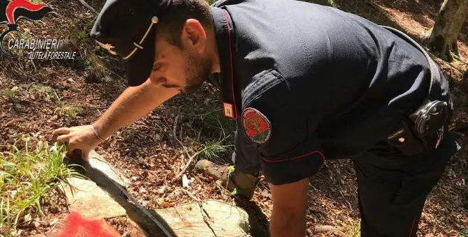 Sorpresi a tagliare alberi abusivamente, cinque denunce nel Cosentino