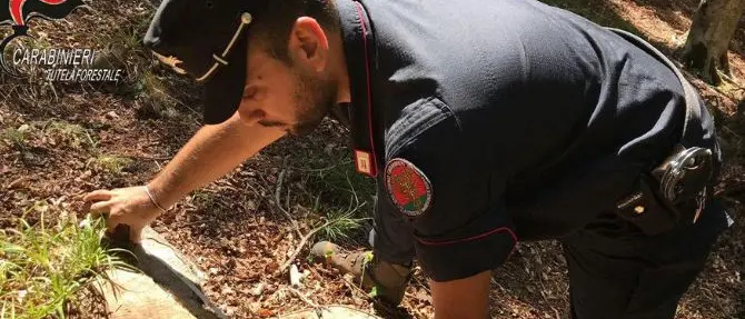 Sorpresi a tagliare alberi abusivamente, cinque denunce nel Cosentino