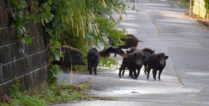 Emergenza cinghiali in Calabria: la Regione scrive ai prefetti