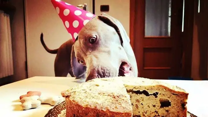 Il canettone, il panettone per cani che ha conquistato il mercato