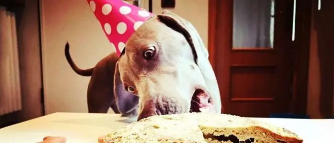 Il canettone, il panettone per cani che ha conquistato il mercato