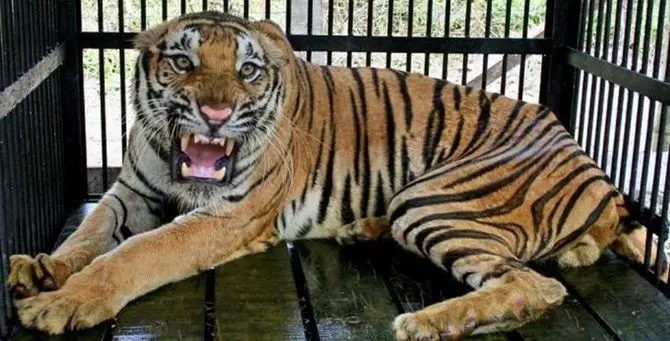 Entra nella gabbia della tigre e viene azzannato, uomo rischia il braccio