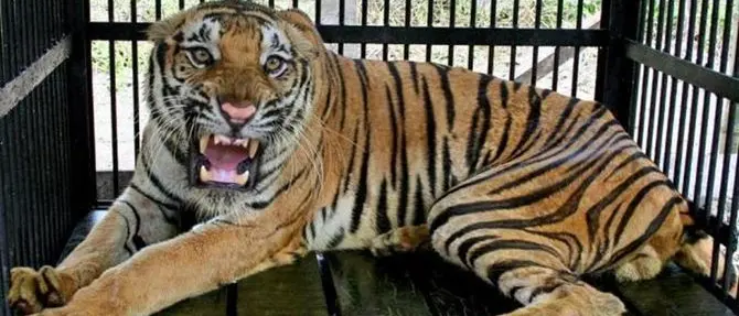 Entra nella gabbia della tigre e viene azzannato, uomo rischia il braccio