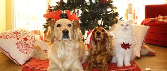 Sì agli animali domestici in casa: difendono i bambini dalle allergie