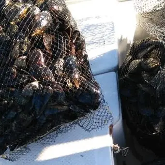 Reggio, sequestrati 6 quintali di cozze prive di certificazione
