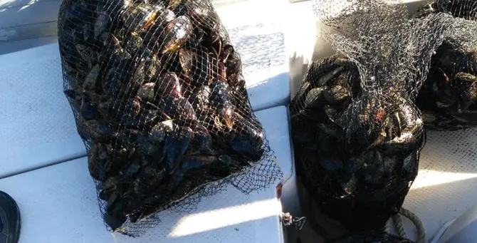 Reggio, sequestrati 6 quintali di cozze prive di certificazione