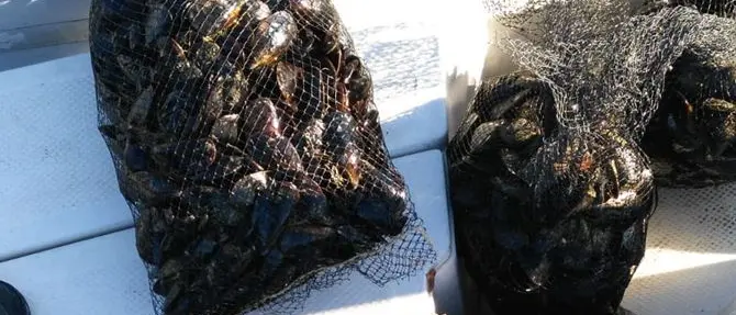 Reggio, sequestrati 6 quintali di cozze prive di certificazione