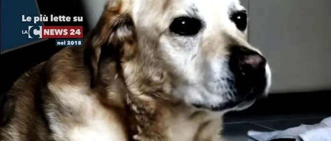 La storia di Dylan, il labrador tetraplegico che ha commosso l’Italia