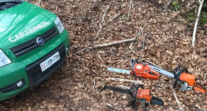 Sorpresi a tagliare legname nel bosco, tre arresti a Cerzeto