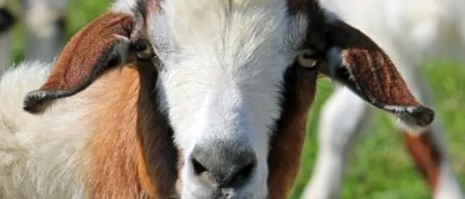 Offerte anche dall’Australia per il pastore disabile derubato del gregge