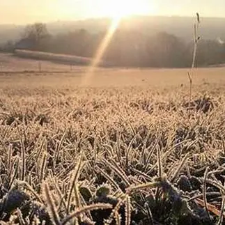 Gelo e neve, Coldiretti: «Danni all'agricoltura per 14 miliardi di euro»