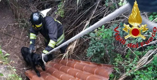 Cane scompare per giorni, salvato dai vigili del fuoco