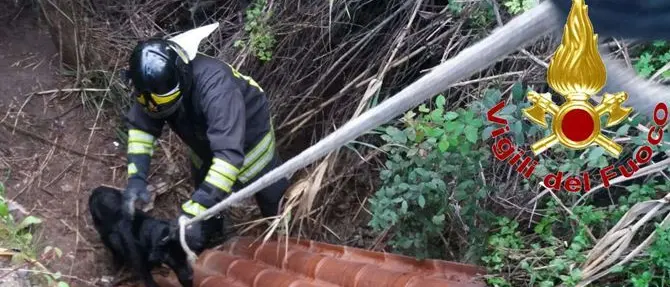 Cane scompare per giorni, salvato dai vigili del fuoco