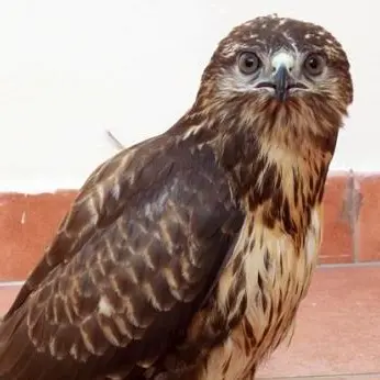 Poiana ferita da bracconieri a Limbadi, salvata
