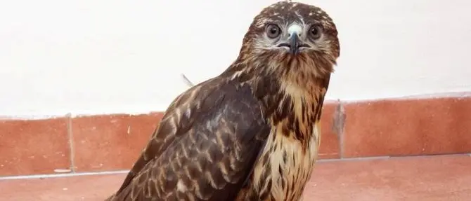 Poiana ferita da bracconieri a Limbadi, salvata