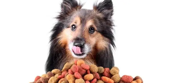 Montalto Uffugo, sequestrata fabbrica illegale di cibo per animali