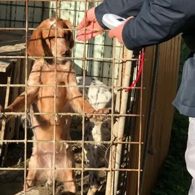Cani senza cibo e acqua in un ricovero precario, due denunce a Crotone