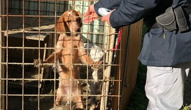 Cani senza cibo e acqua in un ricovero precario, due denunce a Crotone