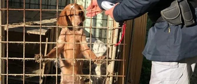 Cani senza cibo e acqua in un ricovero precario, due denunce a Crotone
