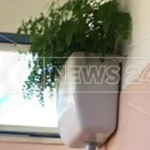 A Locri l'erba del WC è sempre più verde. Una felce cresce nel bagno dell'ospedale