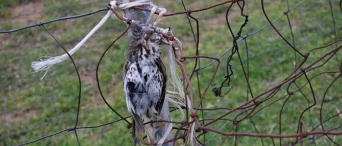 Bracconaggio, otto persone condannate a Reggio Calabria