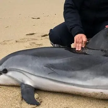 Delfino viene recuperato nel Vibonese ma muore poco dopo