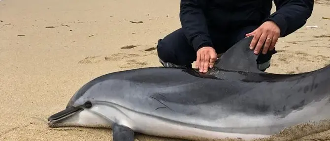 Delfino viene recuperato nel Vibonese ma muore poco dopo